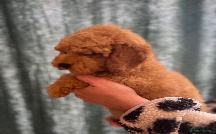 Cockapoo dogs - Advert 3