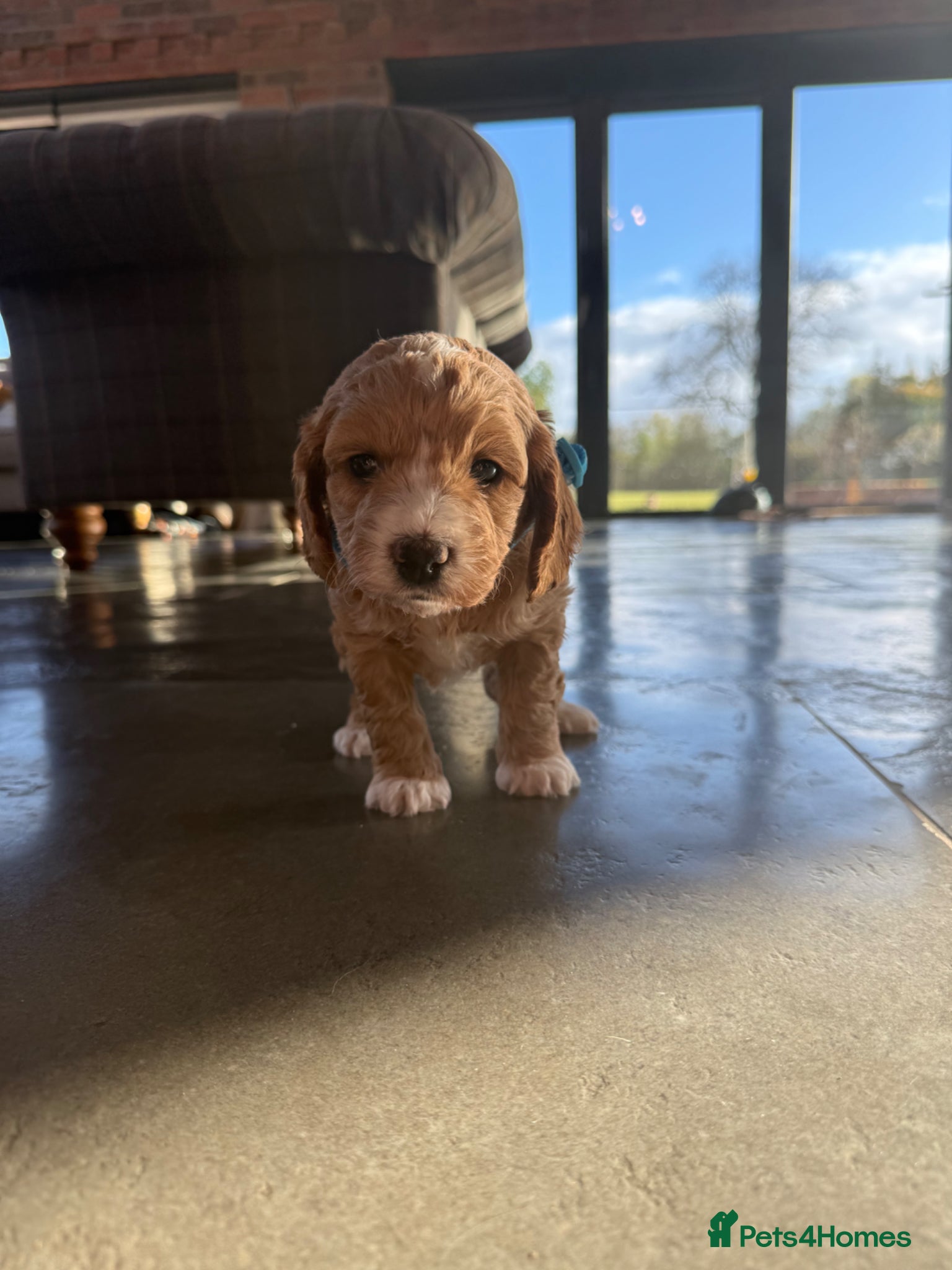 Cockapoo dogs Cockapoo puppies - Advert 2