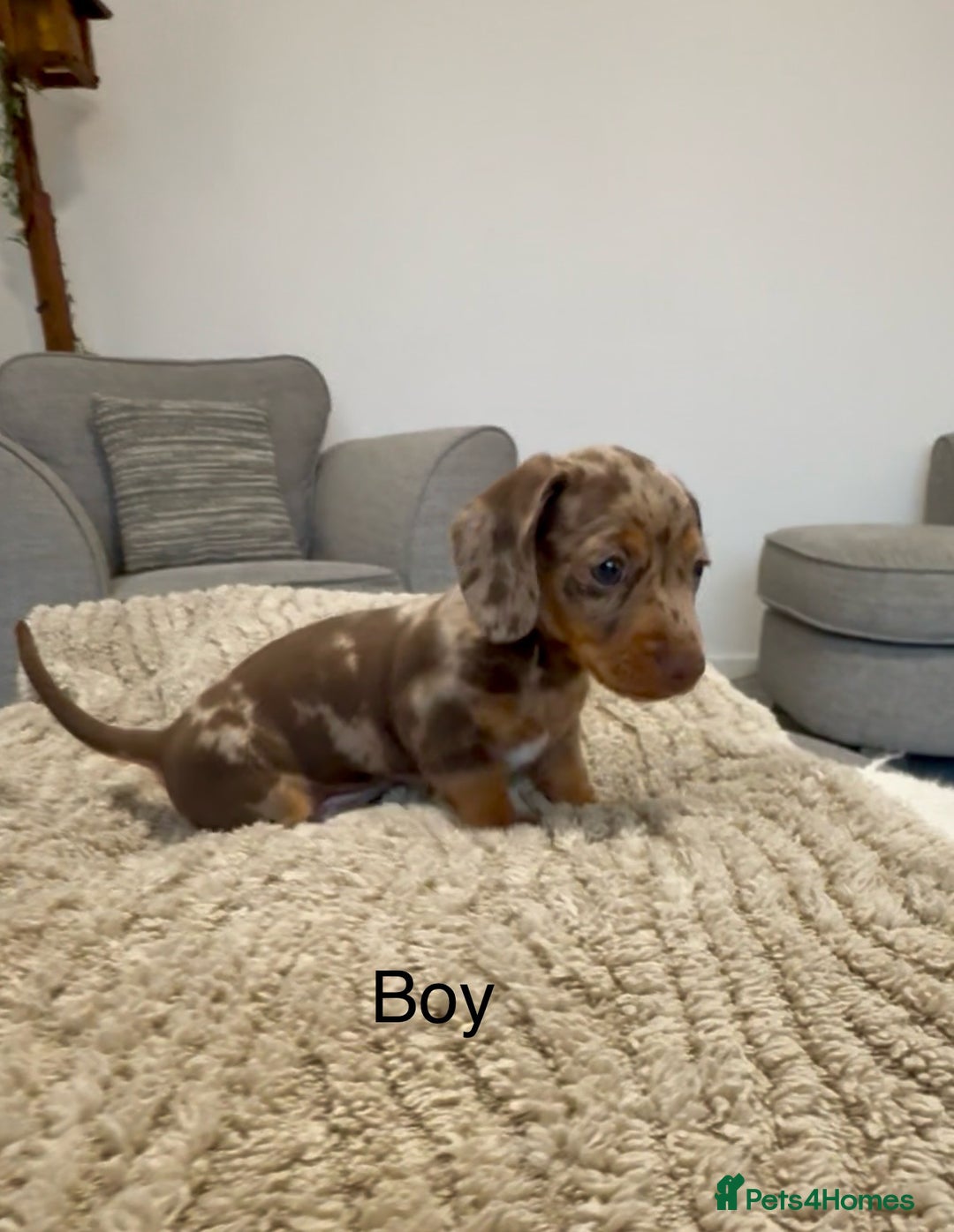 Miniature Dachshund dogs for sale: READY NOW - 2 boys left - KC registered  - Image 8