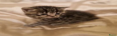 Mixed Breed Kitten 1