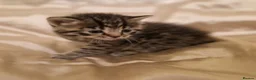 Mixed Breed cats for sale: British Short Hair x domestic  - Advert 8