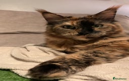Maine Coon cats for sale: A Loving Maine Coon Girl Seeking Her Forever Home - Image 10