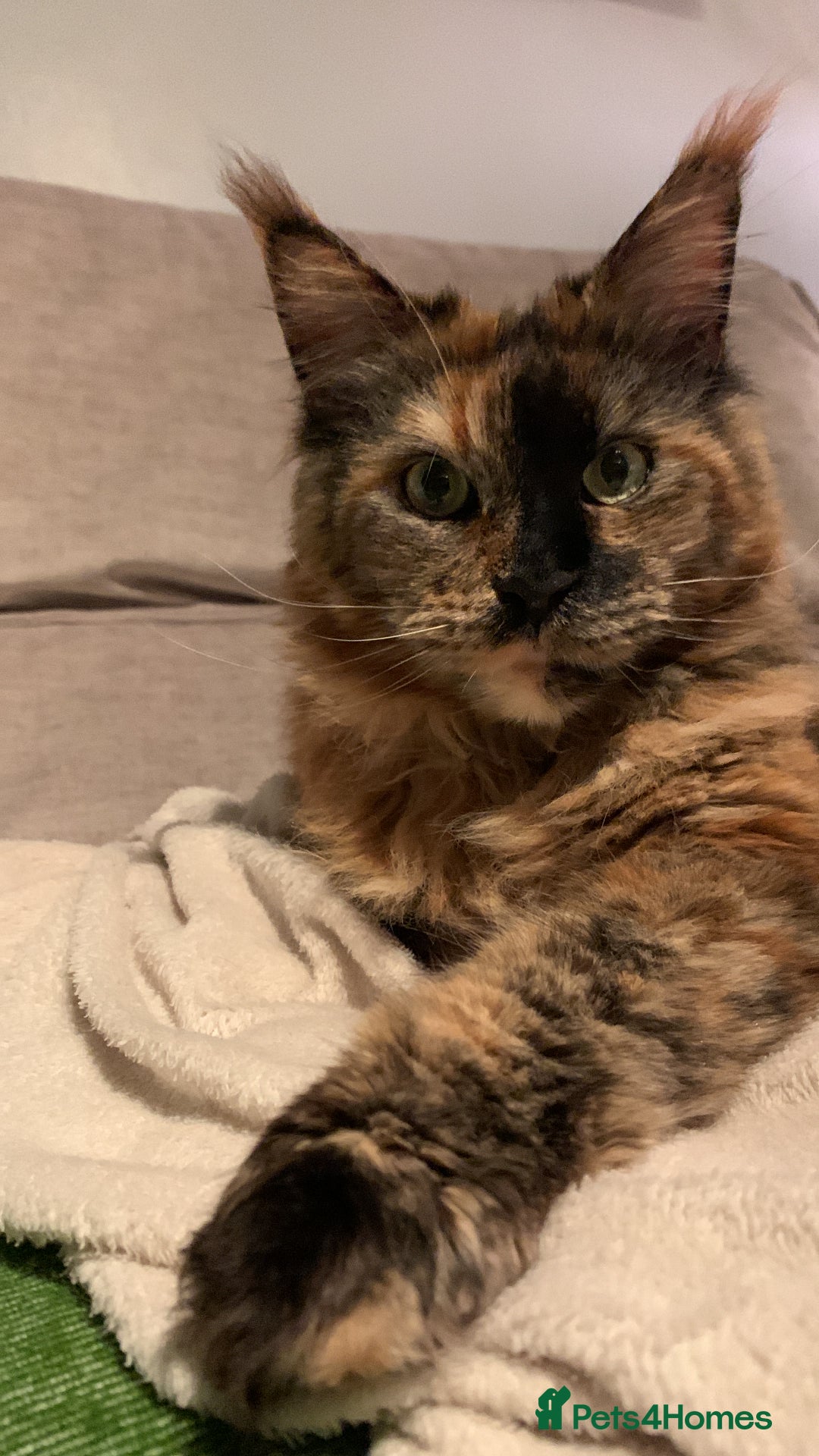 Maine Coon cats for sale: A Loving Maine Coon Girl Seeking Her Forever Home - Image 10