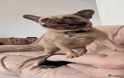 French Bulldog dogs for sale: 🐾 loving lilac fawn French bulldog 🐾  - Image 3