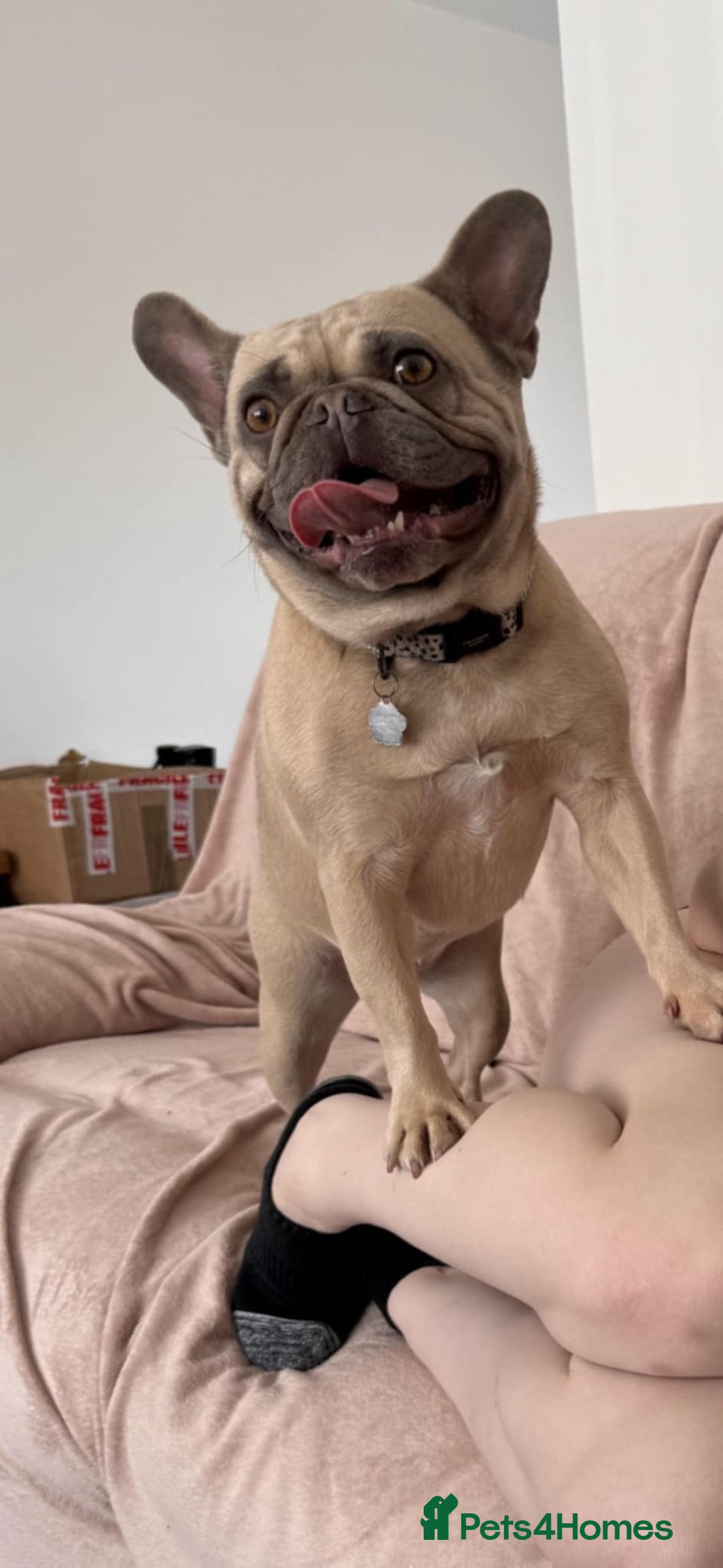 French Bulldog dogs for sale: 🐾 loving lilac fawn French bulldog 🐾  - Image 3