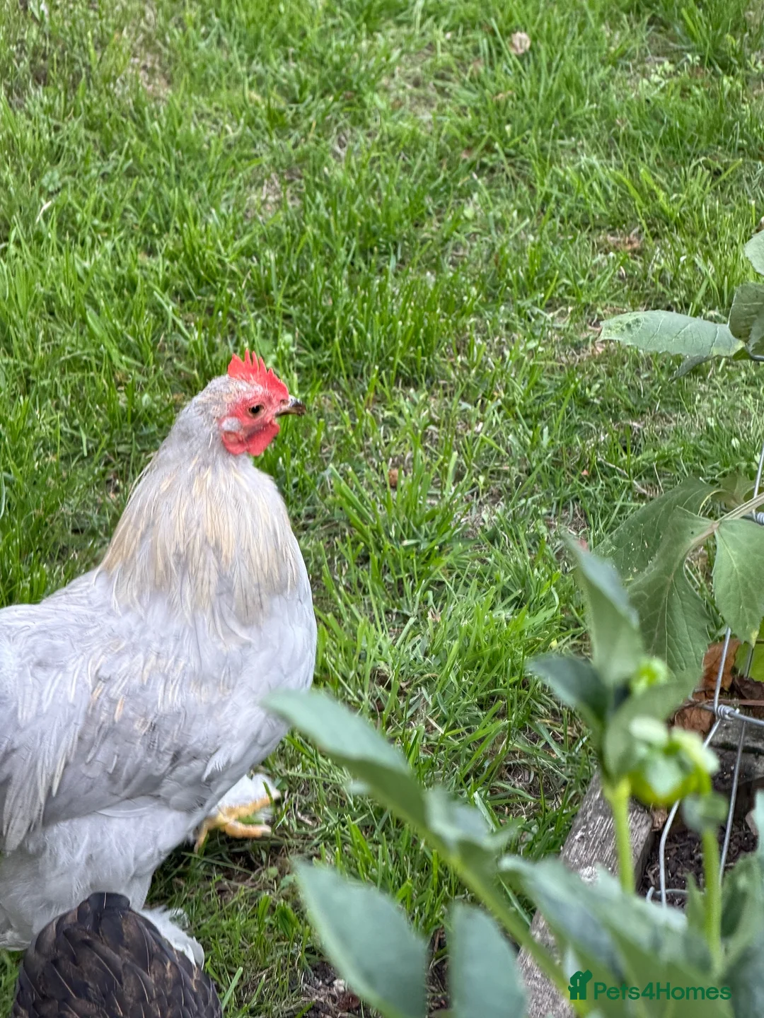 Chickens poultry for sale: Three bantam cockerels - Advert 3