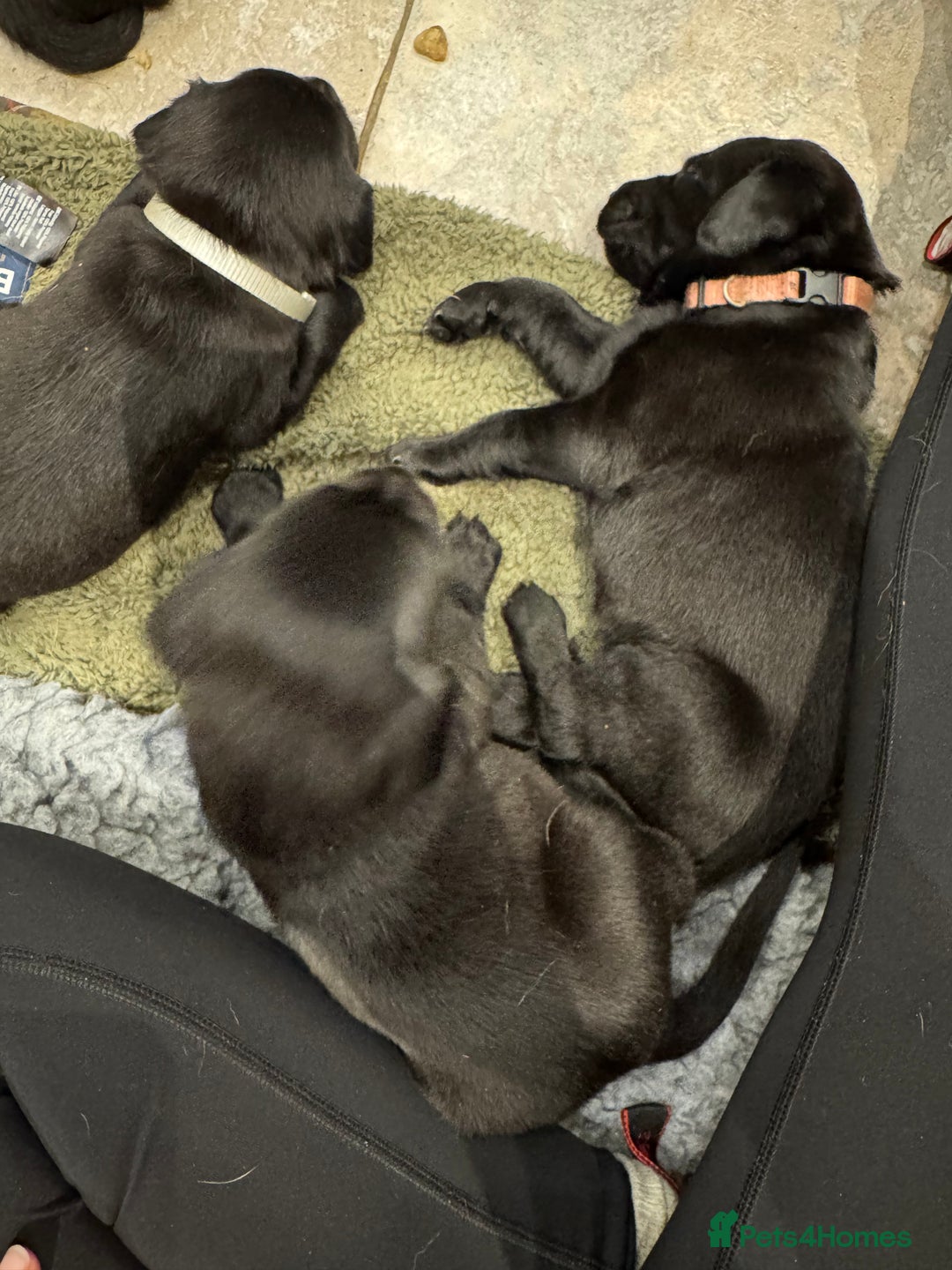 Labrador Retriever dogs for sale: KC Registered Health Tested Working Labs - Image 3