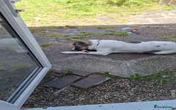 Akita dogs for sale: Loving Akita Purebred Girl - Image 12