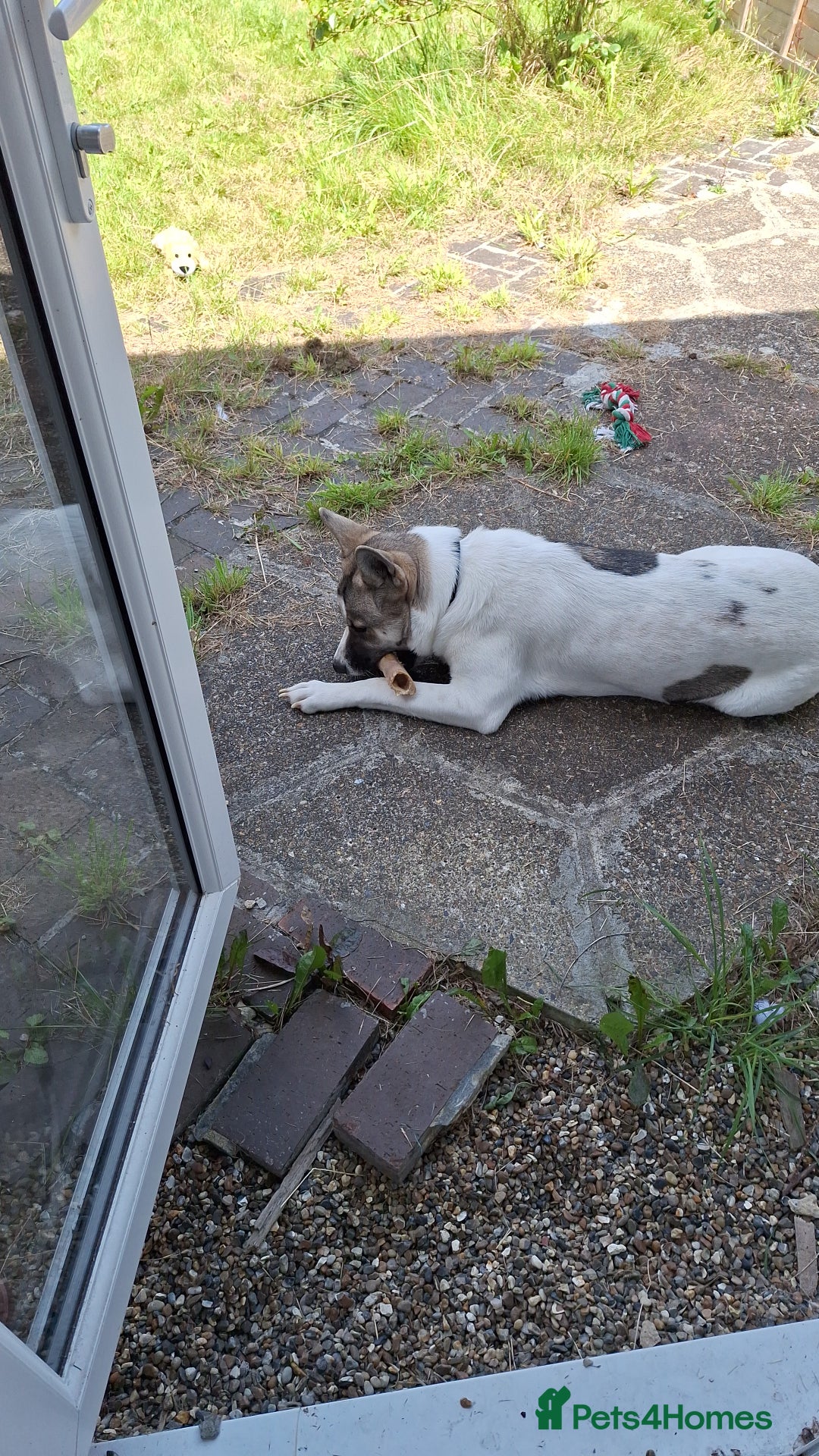 Akita dogs for sale: Loving Akita Purebred Girl - Image 12
