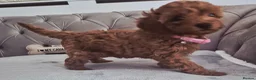 Cavapoo dogs for sale: F1B HEALTH TESTED RUBY CAVERPOOS  - Advert 19