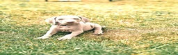 Weimaraner dogs for sale: 💫Reduced Price KC Litter💫 - Advert 7