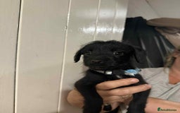 Mixed Breed dogs for sale: Schnoodle cross pommiestaff - Image 4