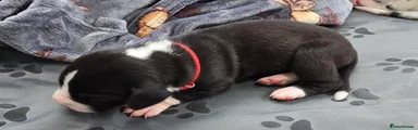 Great Dane Puppy 3 - Fleur