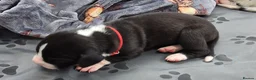 Great Dane dogs for sale: Southern Frontier Litter in Newport - Advert 15