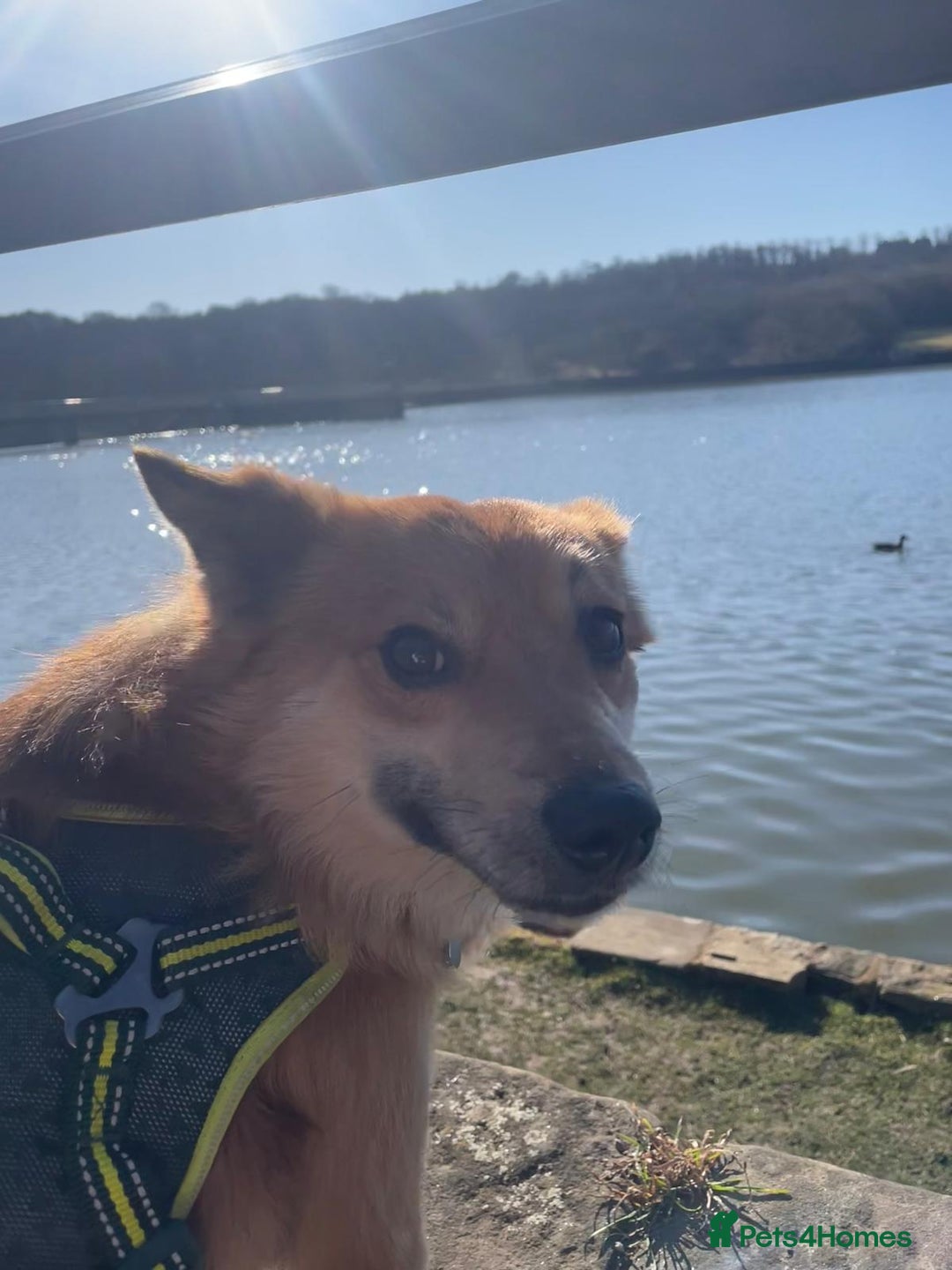 Mixed Breed dogs for adoption: 🐶💙 RYZHIK 💙🐶 - Image 4