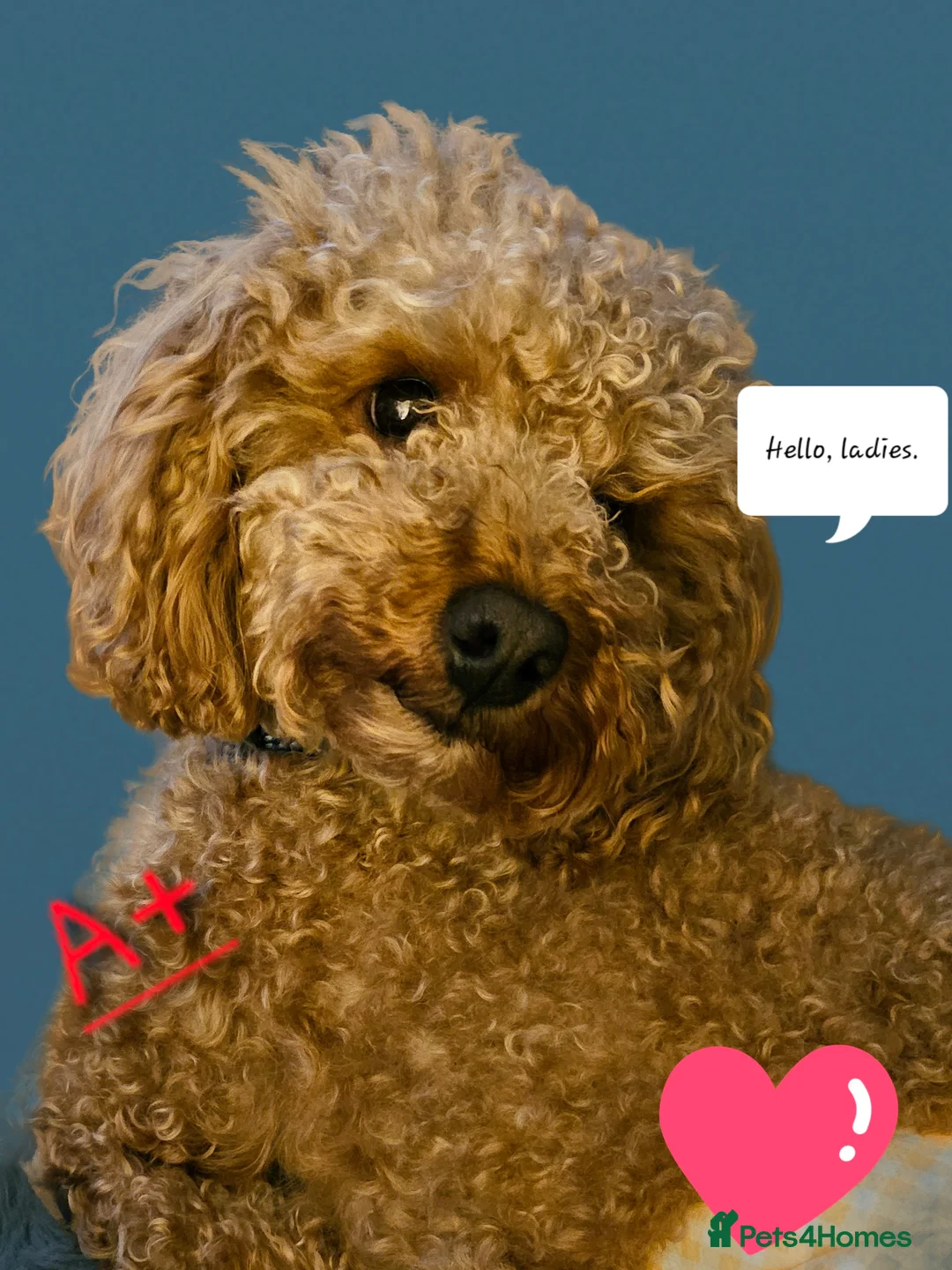 Toy Poodle dogs for stud:  stud toy poodle, KC reg and DNA tested and clear in Gloucester - Advert 6