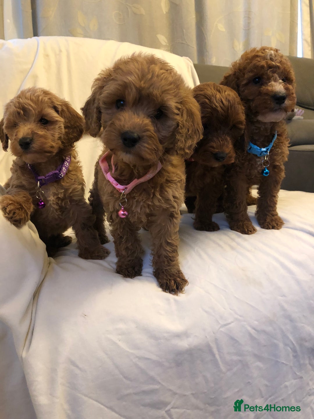 Cockapoo dogs for sale: Cockapoos - Advert 1