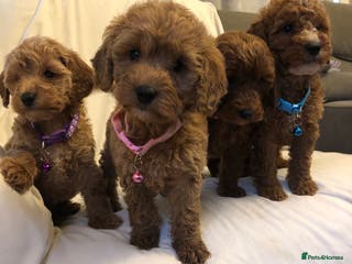 Cockapoo dogs Cockapoos - Advert 1