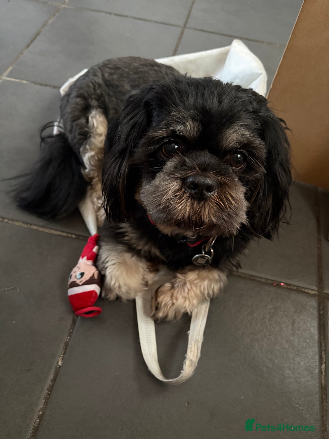 Mixed Breed dogs for sale: Shih Tzu cross - teddy bear puppies - Advert 3