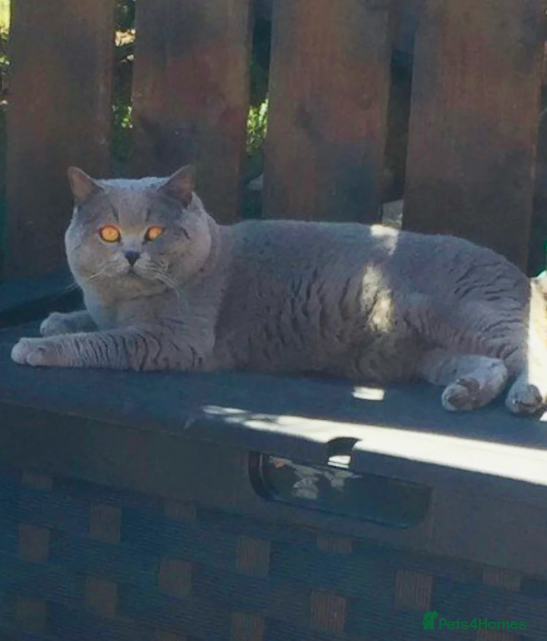 British Shorthair cats for stud: 💙 GCCF & TICA STUD RARE FAWN CINNAMON GENE  💙 in Derby - Advert 5