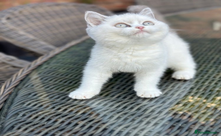 British Shorthair cats - Advert 1