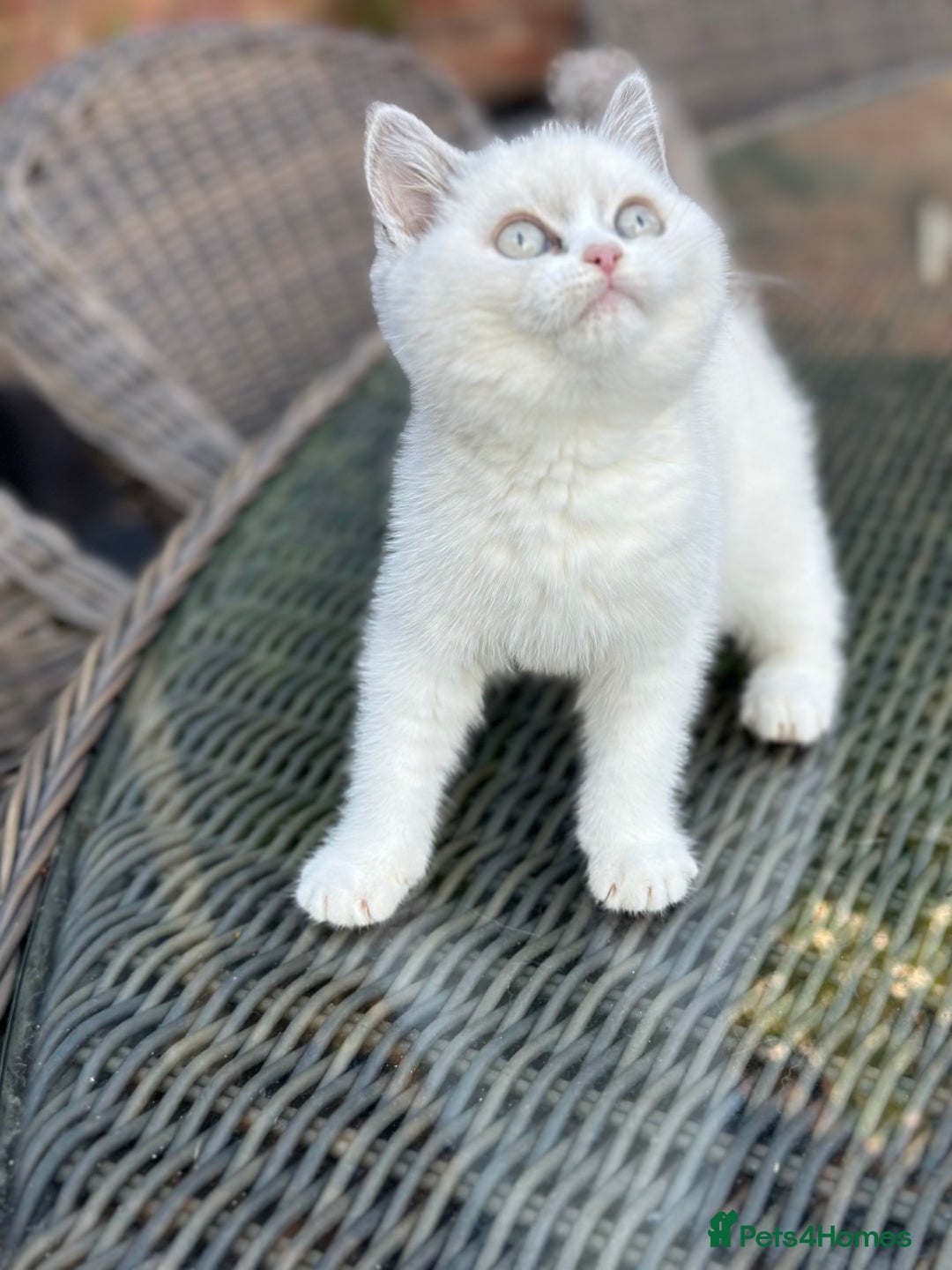 British Shorthair cats for sale: READY NOW - Lilac, BiColours & Colourpoint  - Image 10
