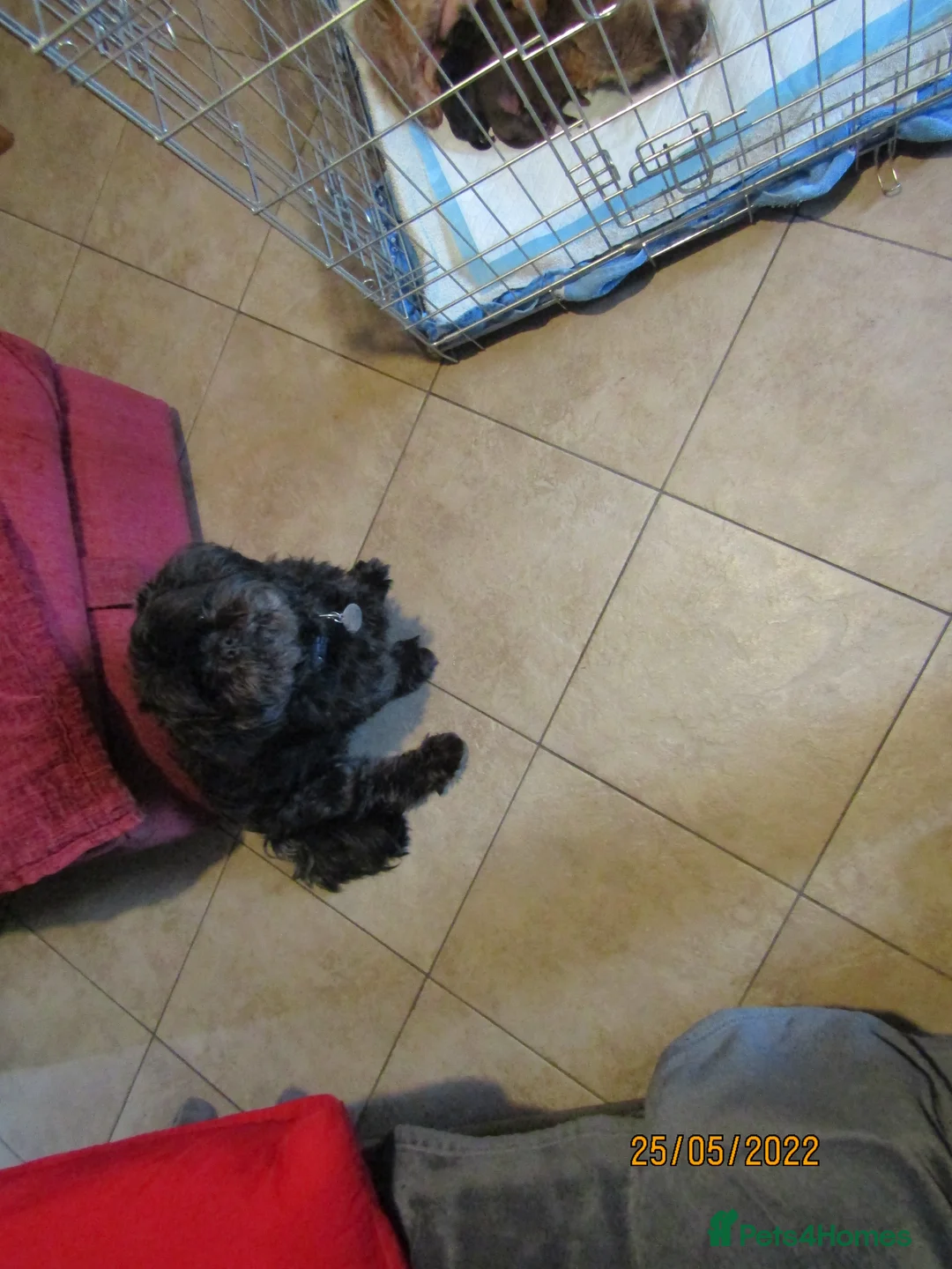 Shih Tzu dogs for stud: Bailey for stud in Spalding - Advert 37