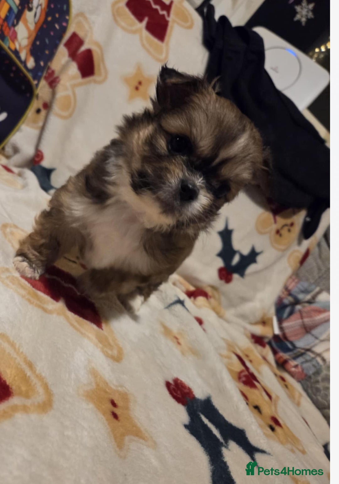 Mixed Breed dogs for sale: Shih tzu puppies for sale - Advert 3