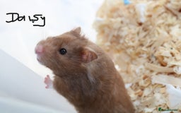 Hamster rodents for sale: Syrian Hamsters - various ages and cage - Image 9