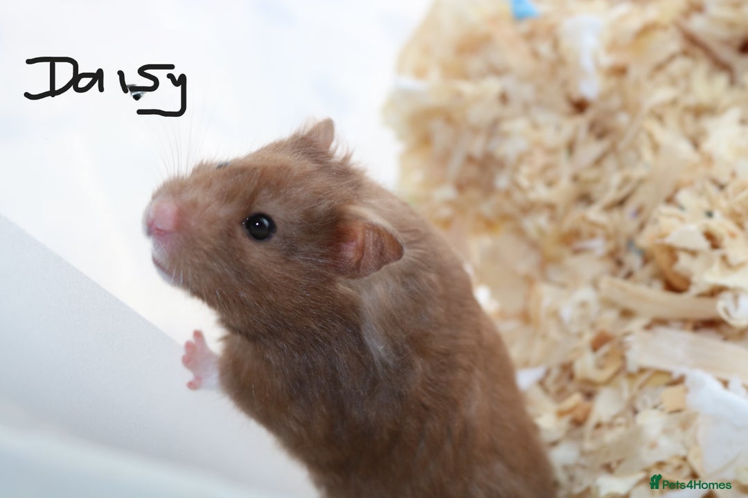 Hamster rodents for sale: Syrian Hamsters - various ages and cage - Image 9