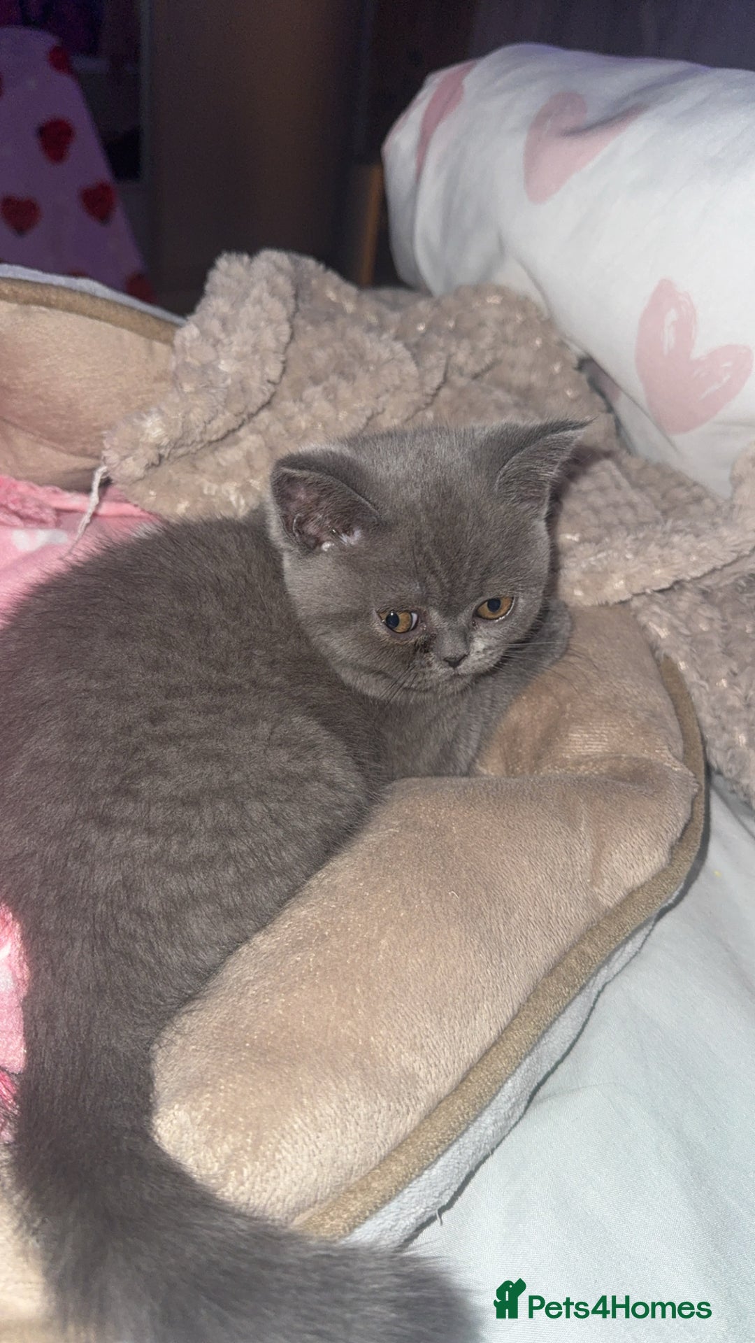 British Shorthair cats for sale: Beautiful British shorthair girl  - Advert 2