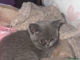 British Shorthair cats Beautiful British shorthair girl - Advert 16