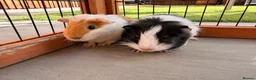 Guinea Pig rodents for sale: 2 male baby guinea pigs 6 weeks old - Advert 3