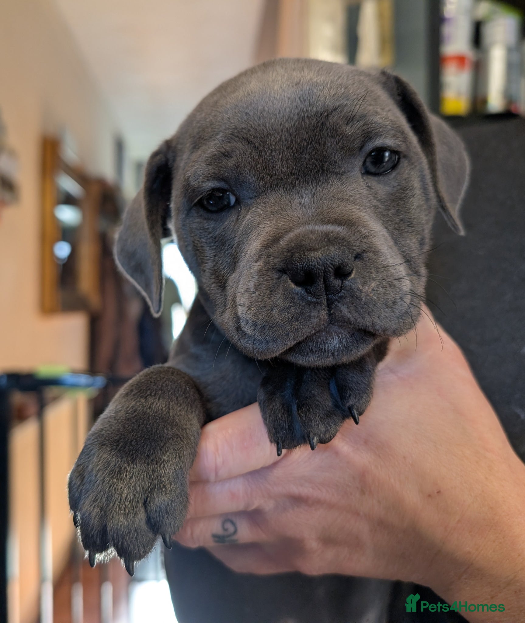 Staffordshire Bull Terrier dogs King Fury KCreg excellent pedigree blue/black pups - Advert 1
