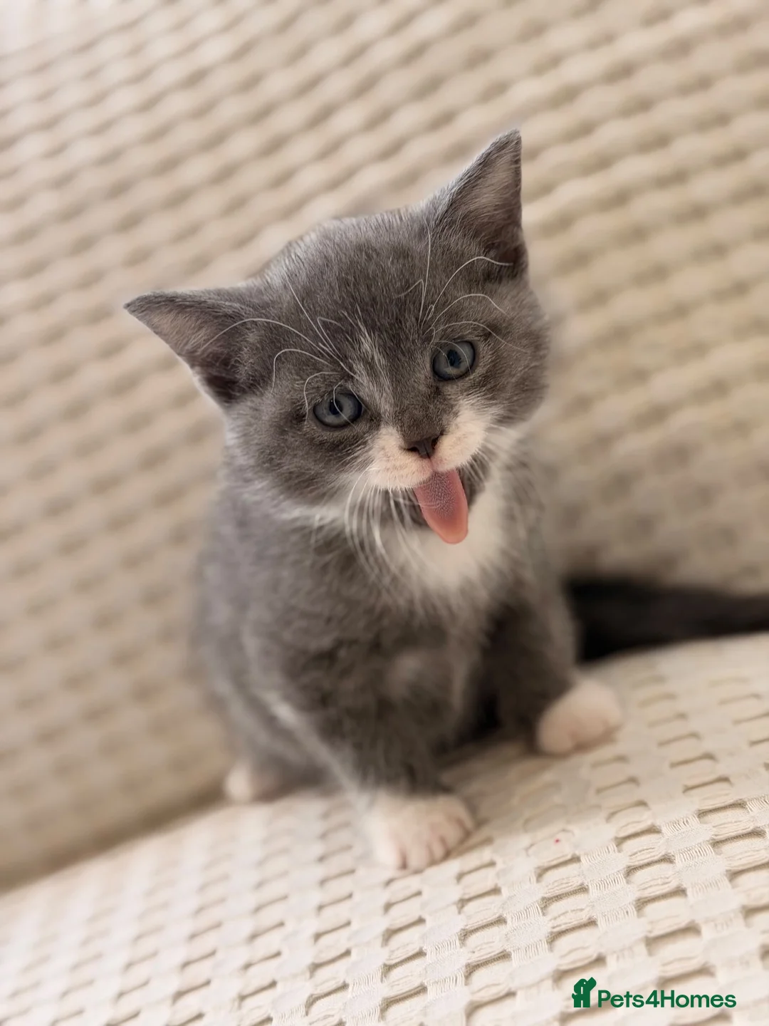 British Shorthair cats for sale: British Shorthair Kitten – Ready Now in Birmingham - Advert 2