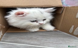 Persian cats for sale: Persian kittens for sale - Image 3