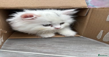 Persian cats - Advert 8
