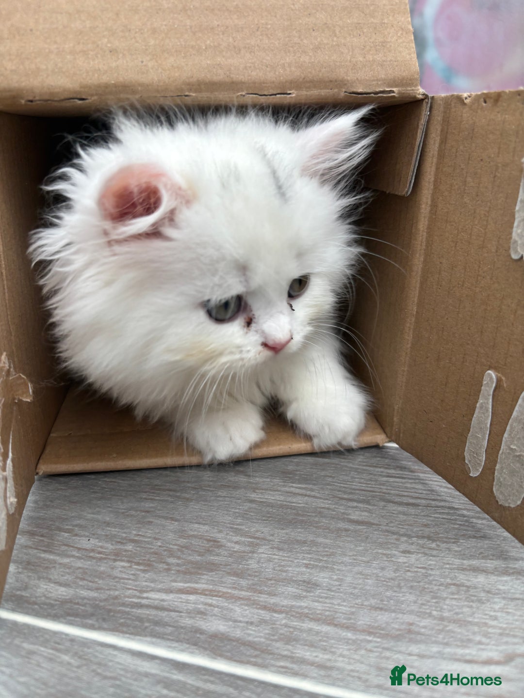 Persian cats for sale: Persian kittens for sale - Image 3