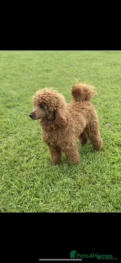 Miniature Poodle dogs for sale: Stunning Health Tested Miniature Poodle - Advert 8
