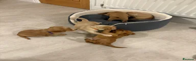 Cocker Spaniel Puppy 1