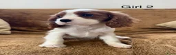 Cavalier King Charles Spaniel dogs for sale: Beautiful Cavalier King Charles Spaniel puppies - Advert 15