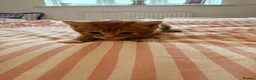 Mixed Breed cats for sale: 3 male Kittens - Advert 2