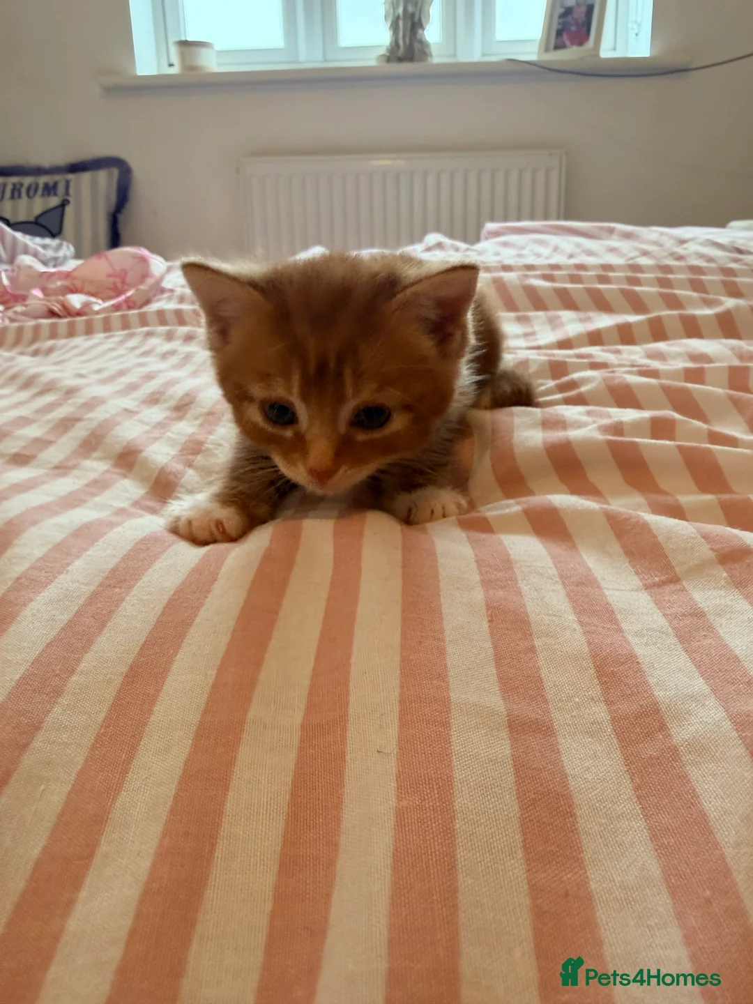 Mixed Breed cats for sale: 3 male Kittens - Advert 2