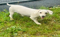 Goldendoodle dogs for sale: 2 stunning goldendoodle girls for sale   - Image 3