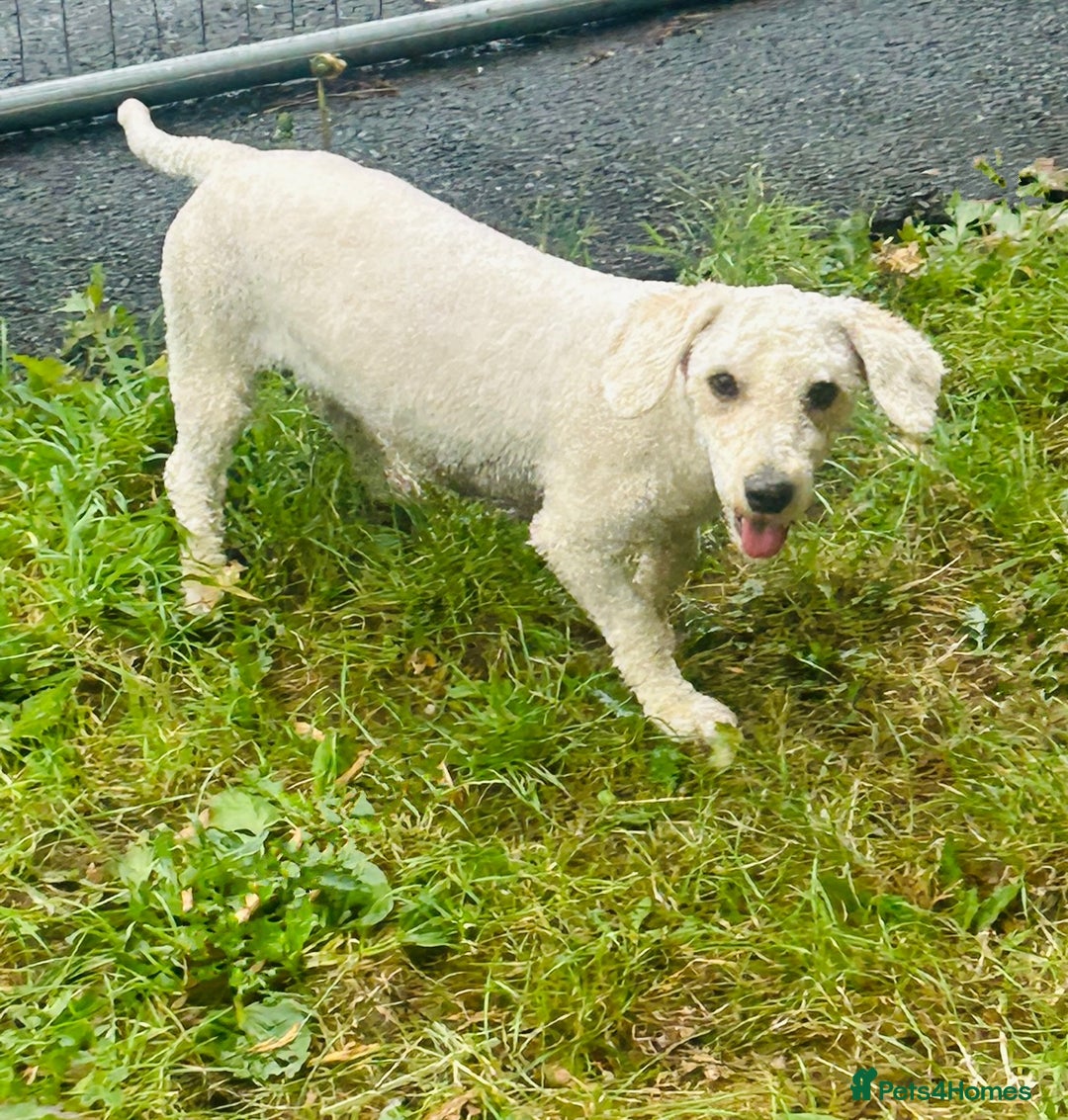 Goldendoodle dogs for sale: 2 stunning goldendoodle girls for sale   - Image 3