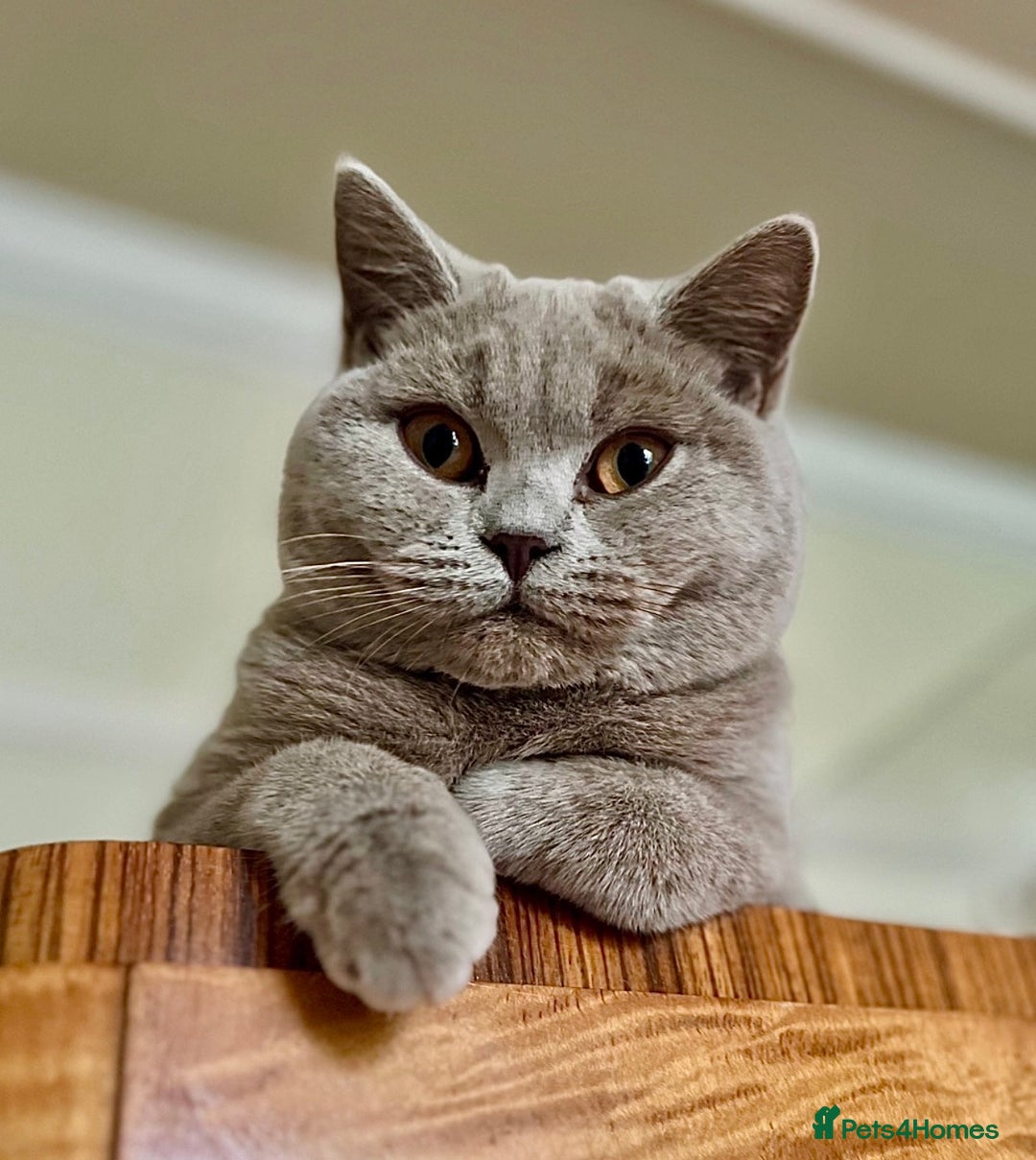 British Shorthair cats for sale: 4 beautiful lilac and blue kittens. - Advert 2