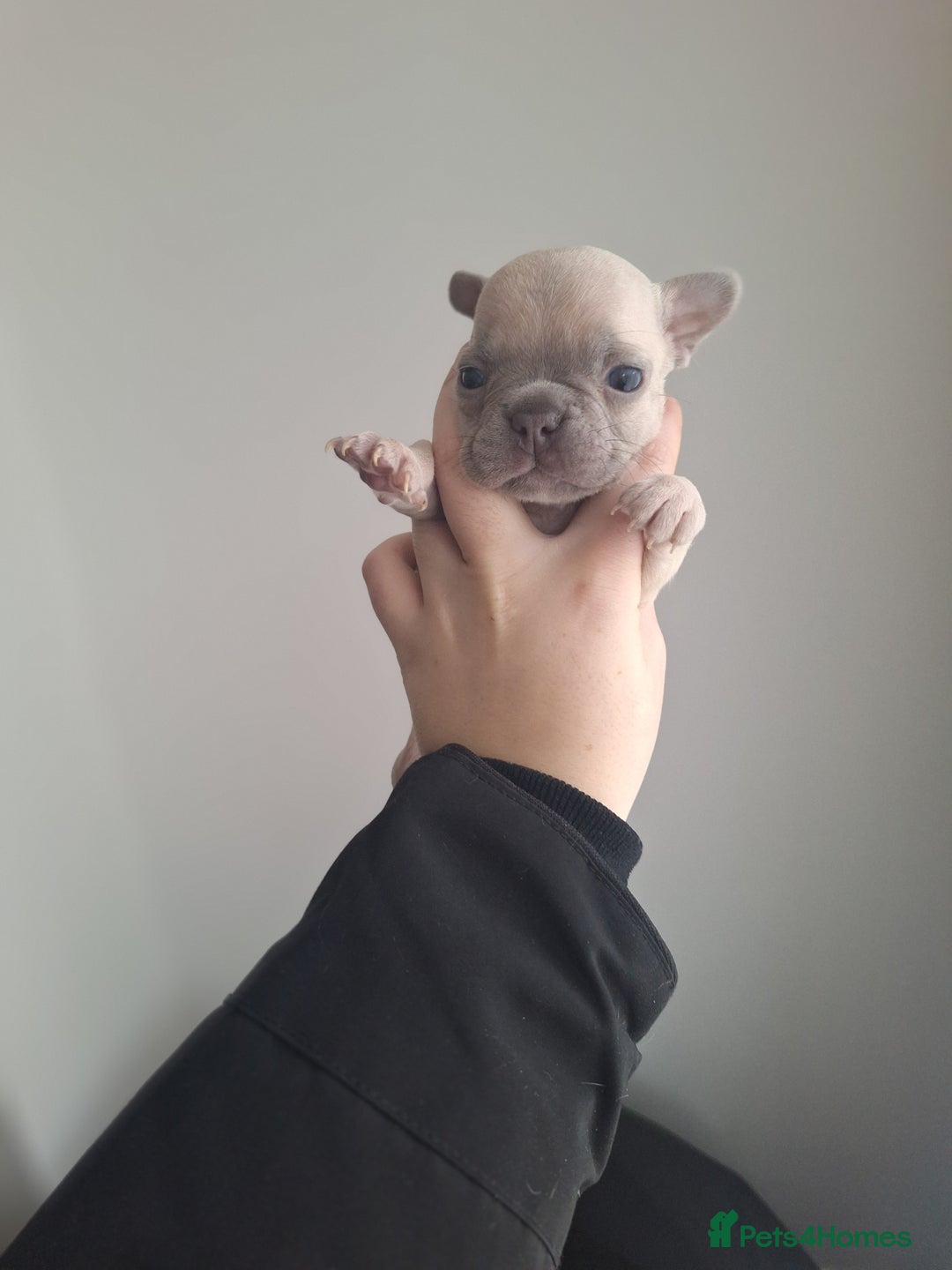 French Bulldog dogs for sale: French bulldog babies  - Advert 10