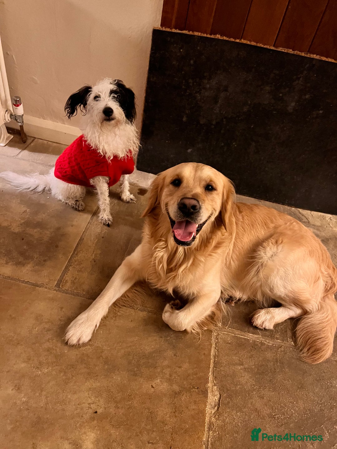 Golden Retriever dogs for stud: 🐾 Golden Retriever Stud – “Tucker” 🐾 in Colchester - Image 2