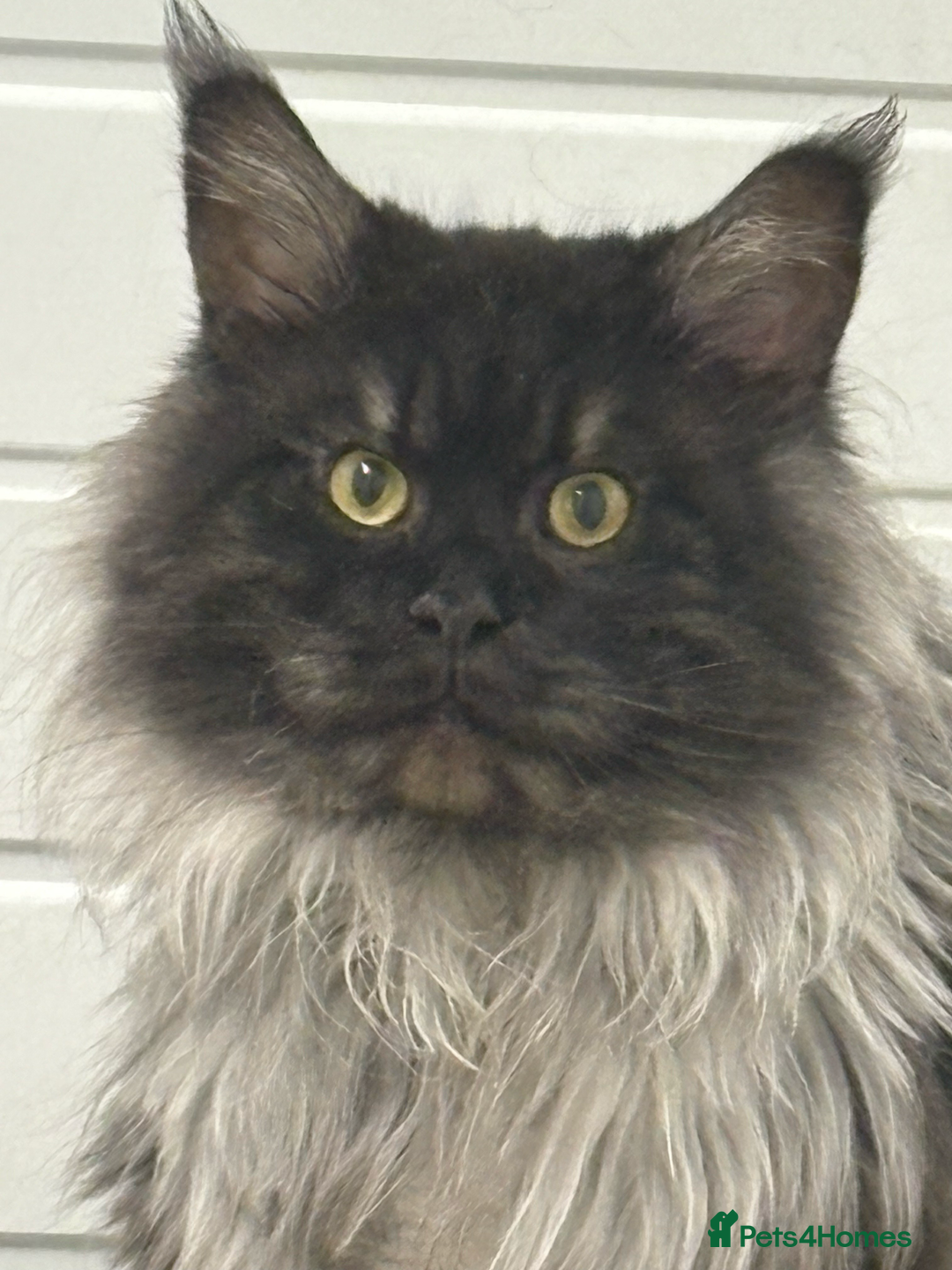 Maine Coon cats for stud: hudge boy black smoke - Advert 3