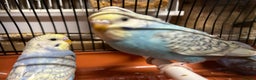 Budgerigars birds for sale: Budgies for sale, all in good health - Advert 11